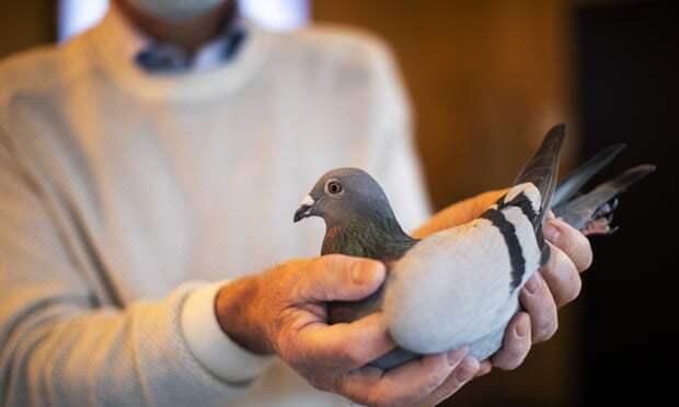 REKOR ! Burung Merpati 'SULTAN' Ini Terjual $1,9 Juta Sebagai Burung TERMAHAL !