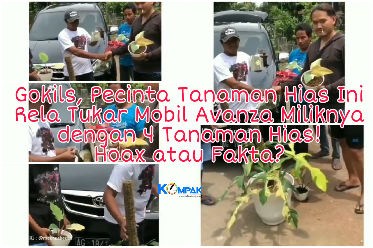 Heboh Video Barter 4 Tanaman Hias dengan Sebuah Mobil Avanza! Hoax atau Fakta?