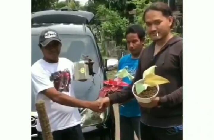 Heboh Video Barter 4 Tanaman Hias dengan Sebuah Mobil Avanza! Hoax atau Fakta?