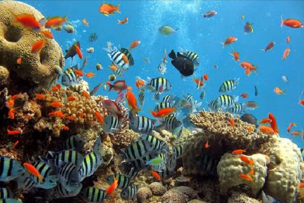 &#91;COC Reg.Manado&#93; 3 Destinasi Wisata Pulau Keren di Manado, Maldives Van Celebes