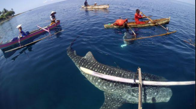 &#91;COC Reg.Gorontalo&#93; Asyiknya Berenang Bareng Hiu Paus di Botubarani!