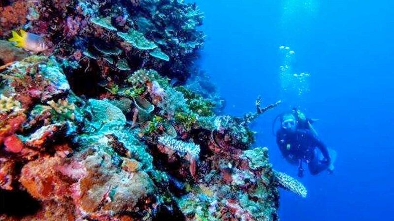 &#91;Coc Reg. Gorontalo&#93; Taman Laut Olele! Surga Bawah Laut Yang Indah Di Gorontalo!