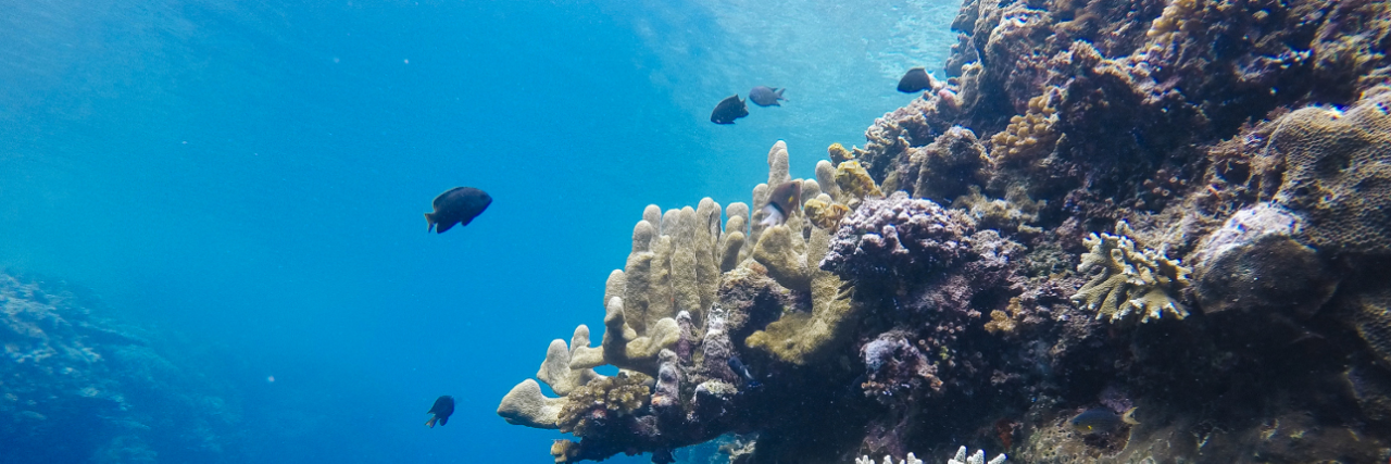 &#91;Coc Reg. Gorontalo&#93; Taman Laut Olele! Surga Bawah Laut Yang Indah Di Gorontalo!
