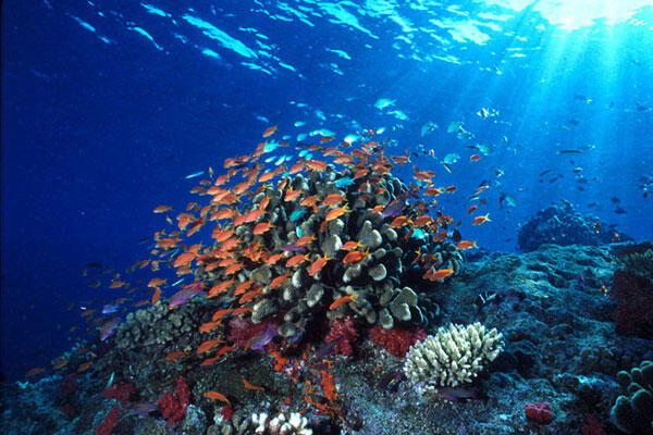 &#91;Coc Reg. Gorontalo&#93; Taman Laut Olele! Surga Bawah Laut Yang Indah Di Gorontalo!
