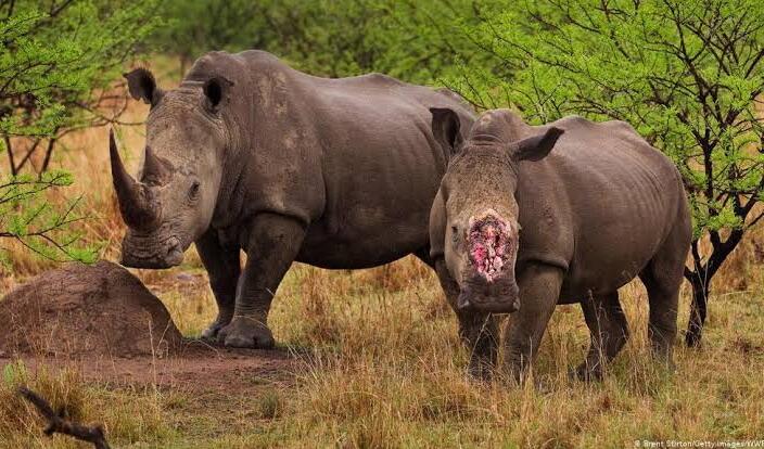 Lindungi dari Kepunahan, Konservasi Afrika Selatan Suntikkan Pewarna Pada Cula Badak