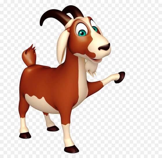 &#91;Coc Reg. Manado&#93; Waduh, Ada Tradisi Minum Wedang Tai Kambing Jelang Pernikahan!