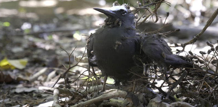 Pohon Ini Mendapat Julukan Sebagai Pohon Kematian Bagi Burung, Kenapa, Ya?