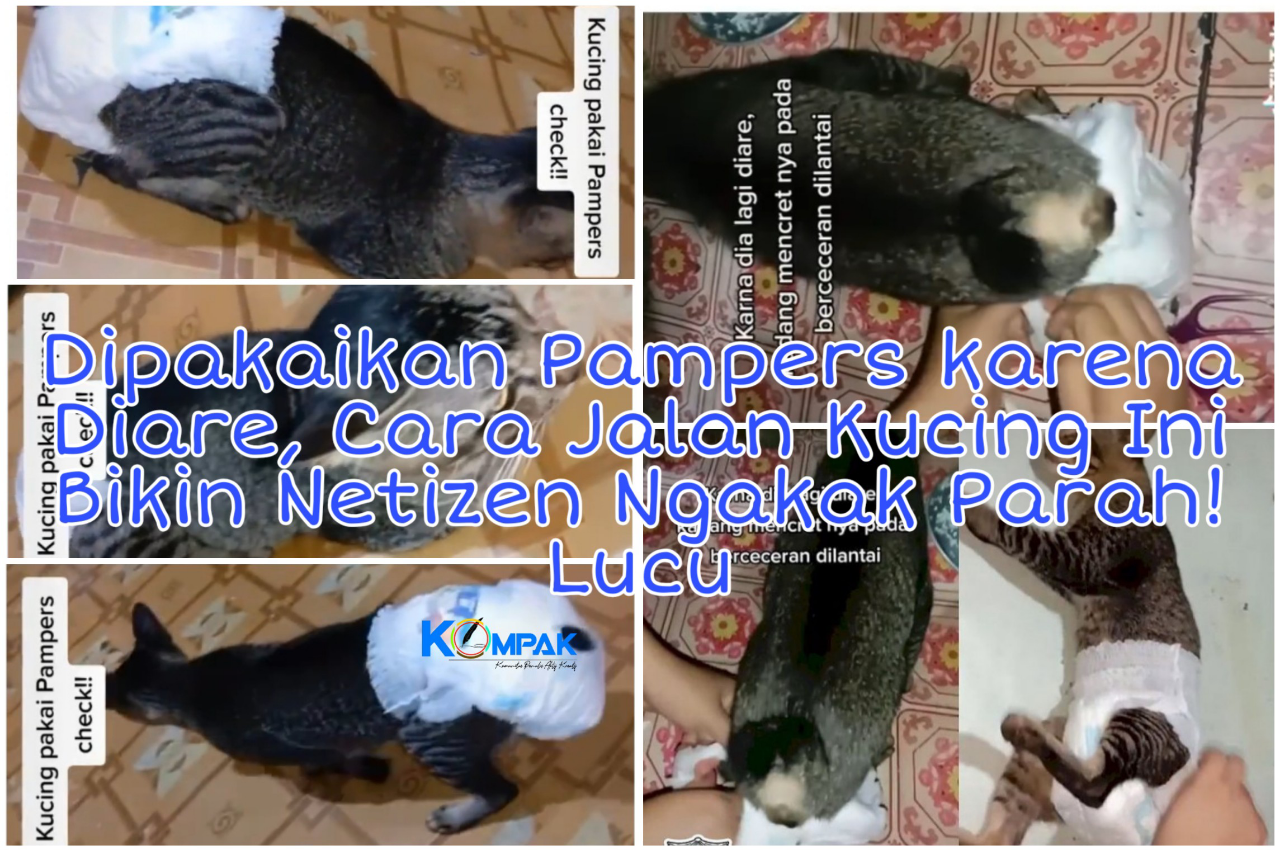 Dipakaikan Pampers karena Diare, Cara Jalan Kucing Ini Bikin Netizen Ngakak Parah!