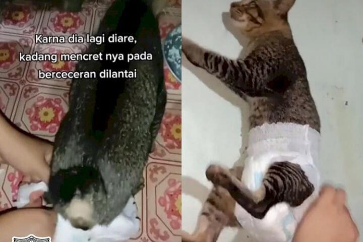 Dipakaikan Pampers karena Diare, Cara Jalan Kucing Ini Bikin Netizen Ngakak Parah!