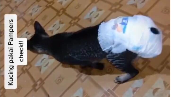 Dipakaikan Pampers karena Diare, Cara Jalan Kucing Ini Bikin Netizen Ngakak Parah!