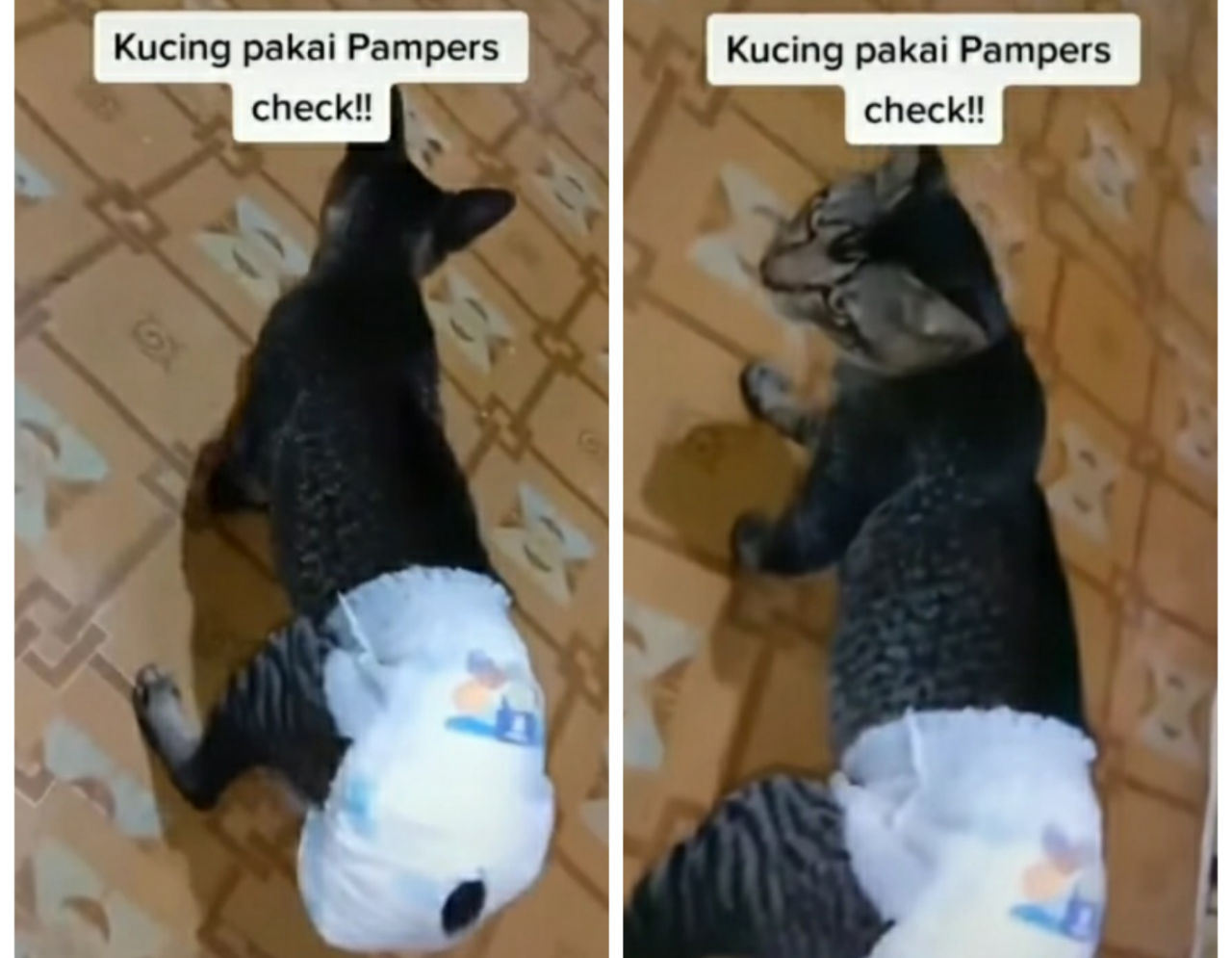 Alami Diare, Kucing ini Dipakaikan Pampers Hingga Berjalan Seperti Anak Baru Disunat!