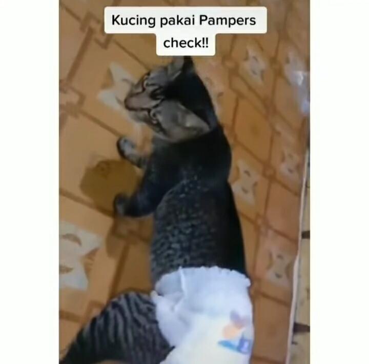 Alami Diare, Kucing ini Dipakaikan Pampers Hingga Berjalan Seperti Anak Baru Disunat!