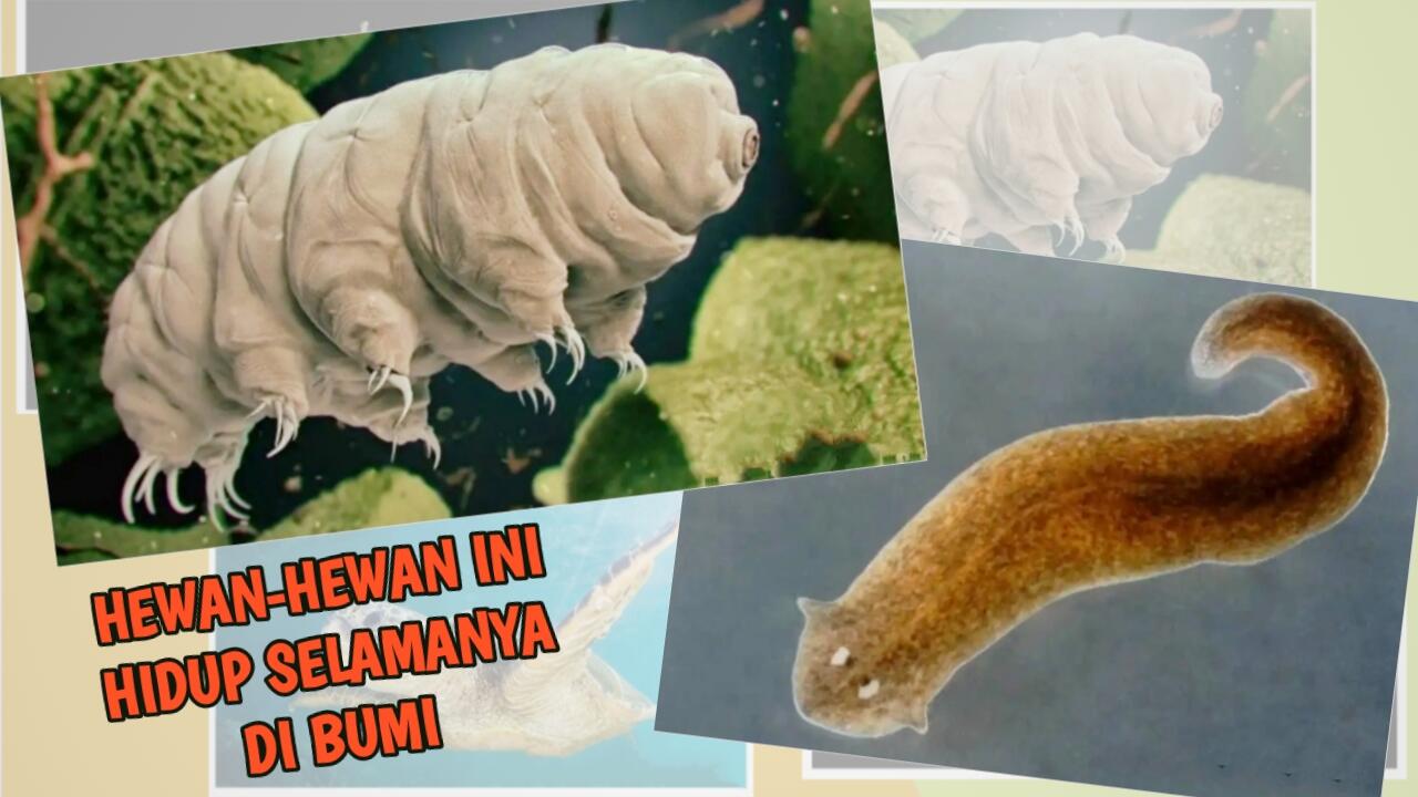 5 Hewan Ini Bisa Hidup Selamanya