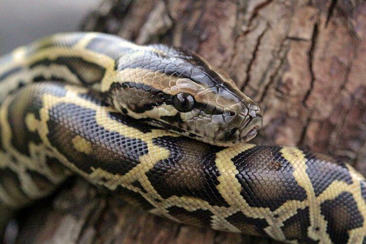 &#91;Coc Reg. Manado&#93; Dari Biawak Hingga Ular, Inilah Makanan Ekstrim Khas Manado!