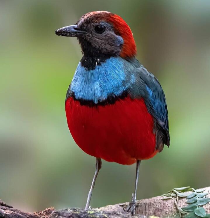 &#91;Coc Reg. Papua&#93; Spesies Burung di Papua Yang Indah, Namun Terancam Punah!