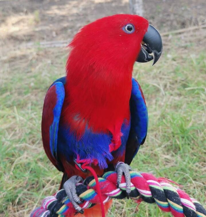 &#91;Coc Reg. Papua&#93; Spesies Burung di Papua Yang Indah, Namun Terancam Punah!