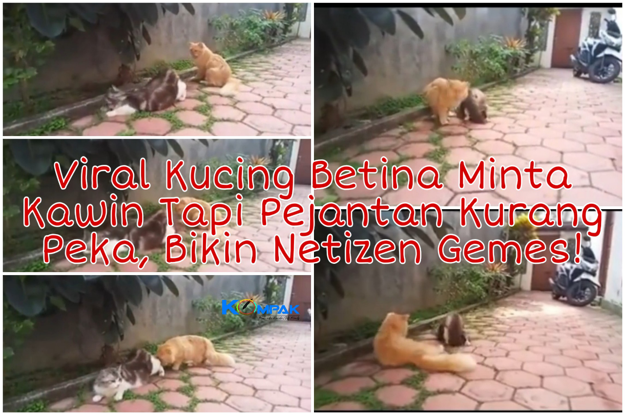 Viral Video Kucing Betina Minta kimpoi, Tapi Pejantan Kurang Peka! Netizen Gemas