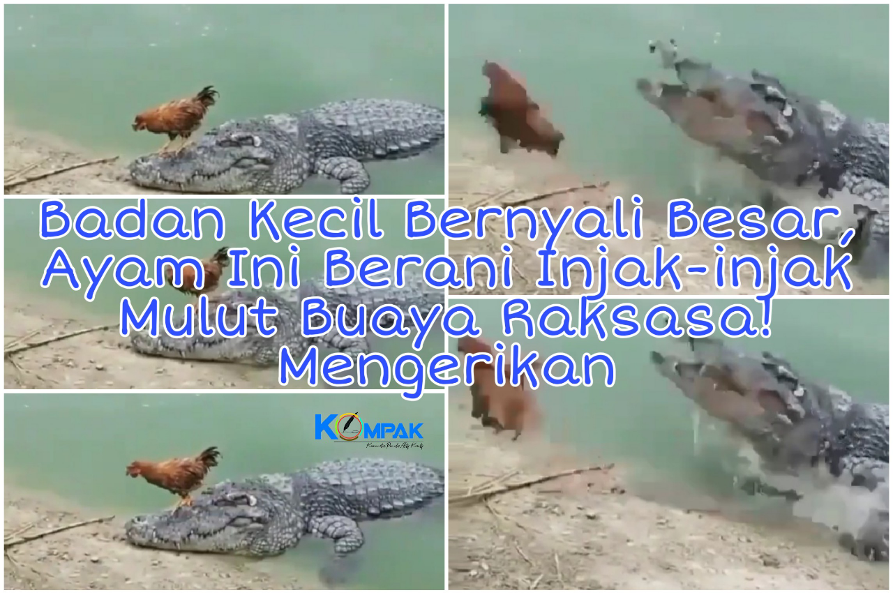 Badan Kecil Bernyali Besar, Ayam Ini Berani Injak-injak Mulut Buaya Tanpa Rasa Takut!