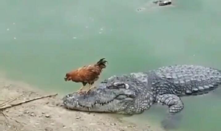 Badan Kecil Bernyali Besar, Ayam Ini Berani Injak-injak Mulut Buaya Tanpa Rasa Takut!