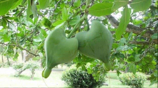 &#91;COC Reg. Papua&#93; 6 Buah Khas Papua Ini Unik Banget, Loh! Ada yang Langka!