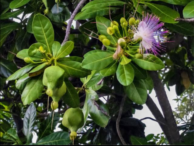 &#91;COC Reg. Papua&#93; 6 Buah Khas Papua Ini Unik Banget, Loh! Ada yang Langka!