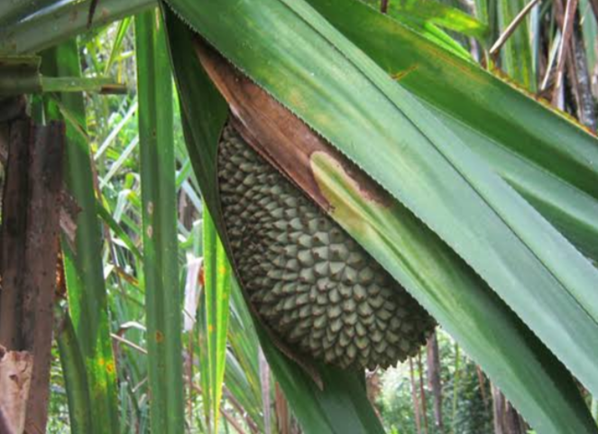 &#91;COC Reg. Papua&#93; 6 Buah Khas Papua Ini Unik Banget, Loh! Ada yang Langka!