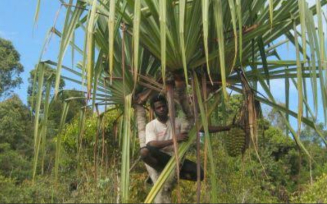 &#91;COC Reg. Papua&#93; 6 Buah Khas Papua Ini Unik Banget, Loh! Ada yang Langka!