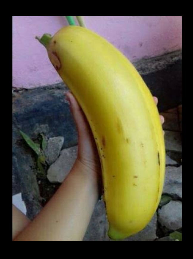 &#91;COC Reg. Papua&#93; 6 Buah Khas Papua Ini Unik Banget, Loh! Ada yang Langka!