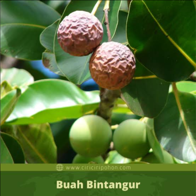 &#91;COC Reg. Papua&#93; 6 Buah Khas Papua Ini Unik Banget, Loh! Ada yang Langka!