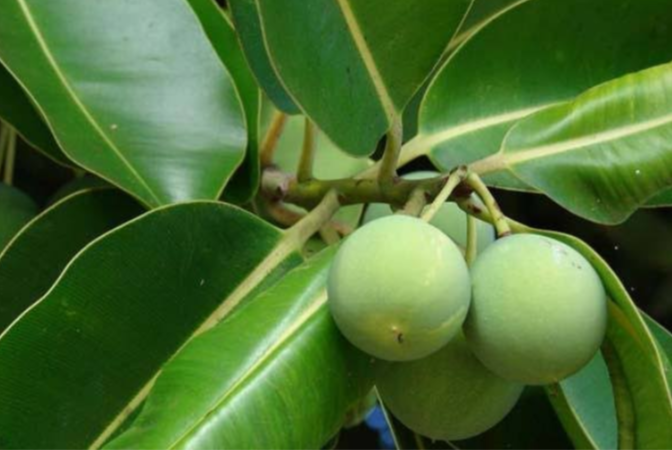 &#91;COC Reg. Papua&#93; 6 Buah Khas Papua Ini Unik Banget, Loh! Ada yang Langka!