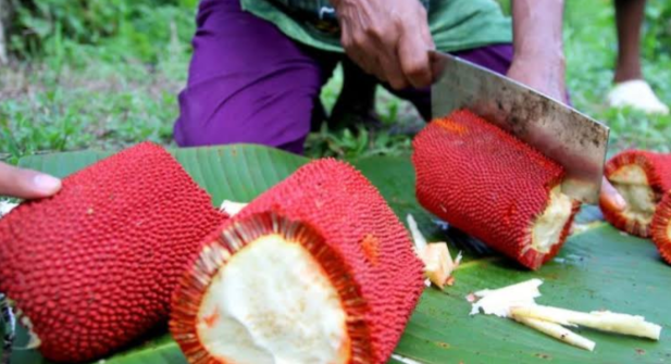 &#91;COC Reg. Papua&#93; 6 Buah Khas Papua Ini Unik Banget, Loh! Ada yang Langka!