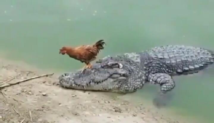 Badan Kecil Bernyali Besar, Ayam Ini Berani Injak-injak Mulut Buaya Tanpa Rasa Takut!