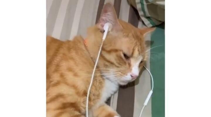 Tetap Bar-bar, Kucing Oren Ini Dirukiah Oleh Pemiliknya Malah Tidur dengan Pulas!