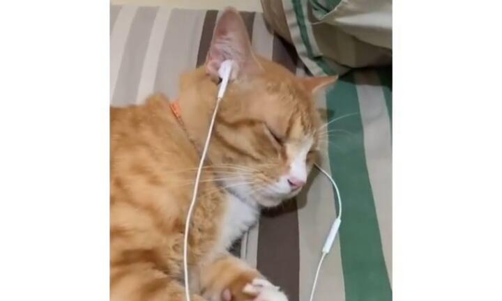 Tetap Bar-bar, Kucing Oren Ini Dirukiah Oleh Pemiliknya Malah Tidur dengan Pulas!