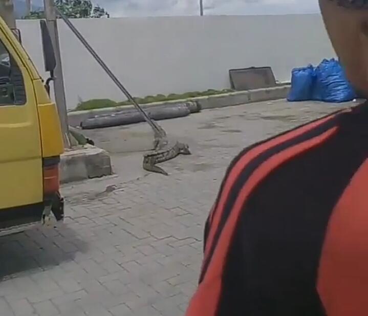 Bikin Geger! Seekor Buaya Besar Masuk Area Mall, Netizen Bilang Mau Shoping?