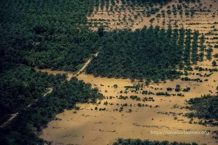Beginilah Kondisi Hutan Kalimantan