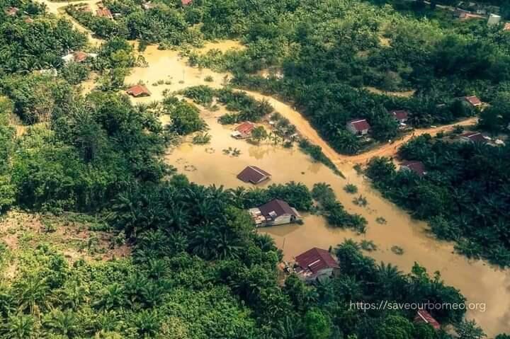 Beginilah Kondisi Hutan Kalimantan