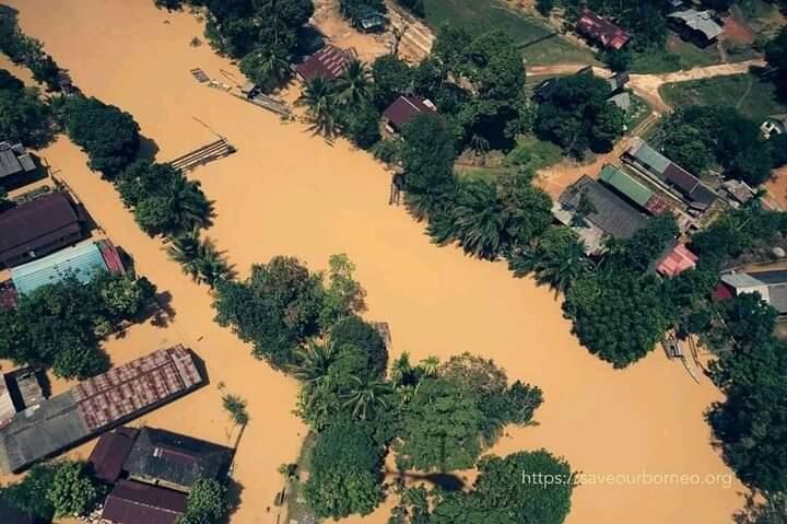 Beginilah Kondisi Hutan Kalimantan
