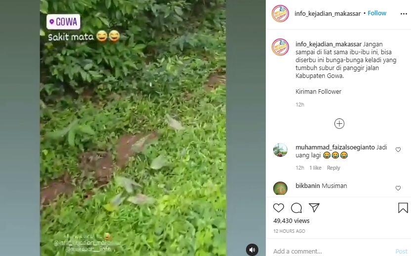 Bunga Keladi Tumbuh Liar di Pinggir Jalanan Gowa, Publik Kepo Lokasinya