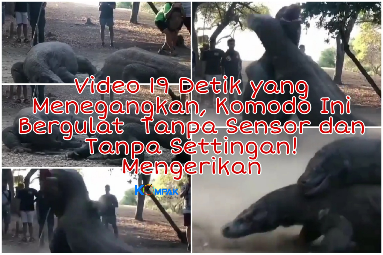 Video 19Detik Menegangkan, Dua Komodo Raksasa Bergulat Tanpa Sensor dan Settingan!