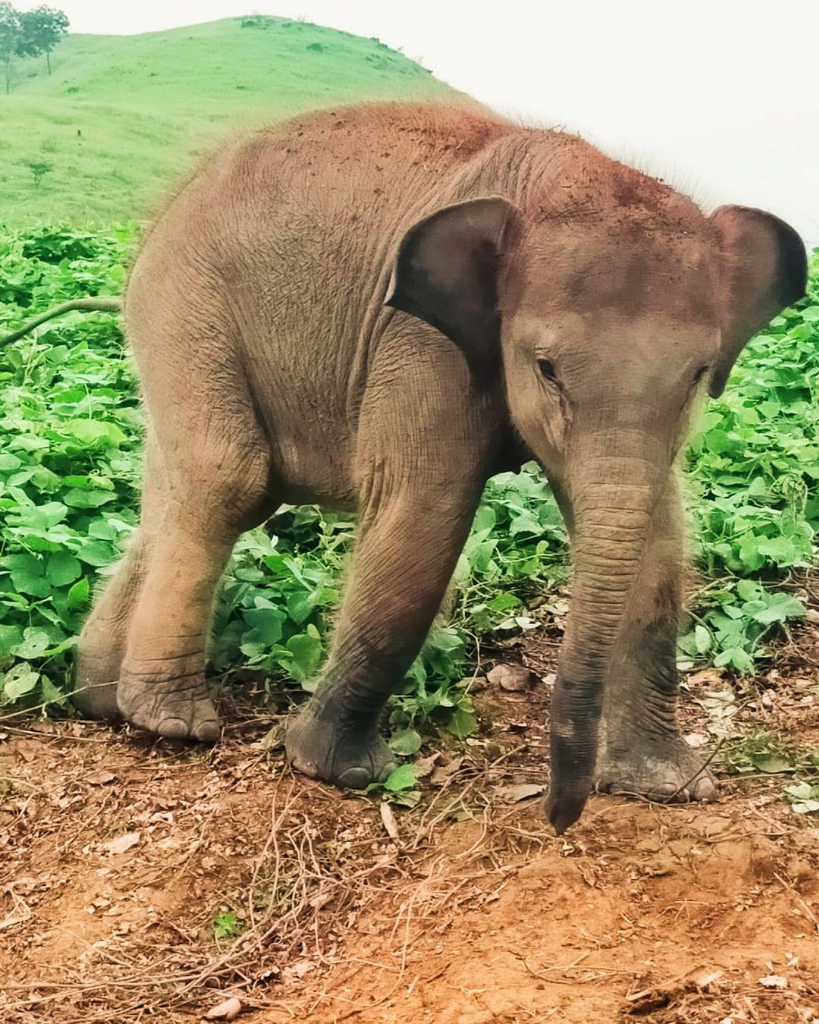 Menggemaskan, Lihat Tingkah Anak Gajah Ini Ketika Tertangkap Mencuri