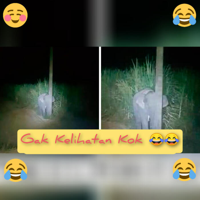 Menggemaskan, Lihat Tingkah Anak Gajah Ini Ketika Tertangkap Mencuri