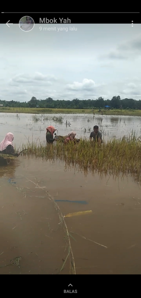 Puluhan hektar sawah terendam banjir, petani gagal panen