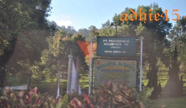 &#91;COC Travellers&#93; Touring Sehat &amp; Tea Walk ke Agro Wisata Gunung Mas Bogor