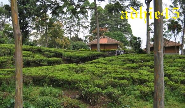 &#91;COC Travellers&#93; Touring Sehat &amp; Tea Walk ke Agro Wisata Gunung Mas Bogor