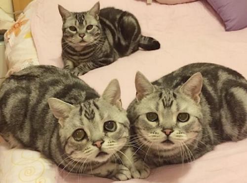 Netizen Banjir Air Mata, Lihat Respon Kucing Ini Melayat Kucing Yang Tertabrak