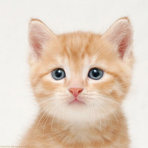 Netizen Banjir Air Mata, Lihat Respon Kucing Ini Melayat Kucing Yang Tertabrak