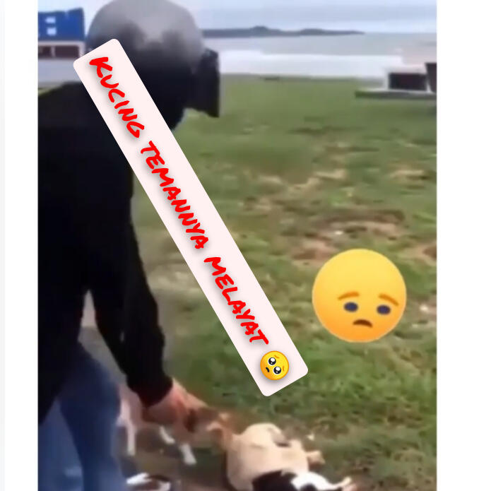 Netizen Banjir Air Mata, Lihat Respon Kucing Ini Melayat Kucing Yang Tertabrak