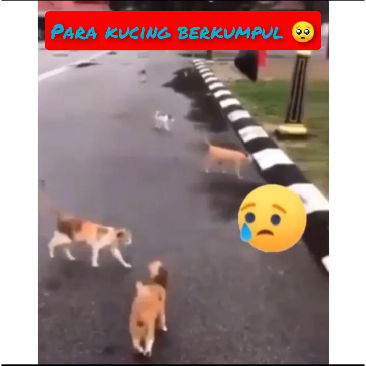 Netizen Banjir Air Mata, Lihat Respon Kucing Ini Melayat Kucing Yang Tertabrak