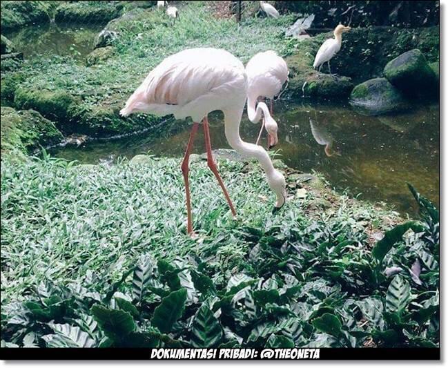 Tempat Wisata Terdekat Dari Rumah Ane Ya Kebun Binatang Bandung